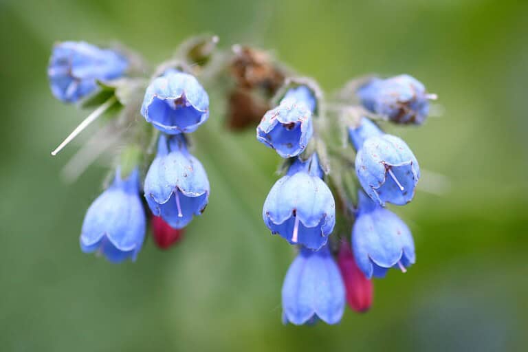 Close-up of delicate blue comfrey flowers (Symphytum) hanging in bell-shaped clusters. Several small bell-like blooms dangle from a single stem, with a few pink buds visible among the blue flowers against a soft green background