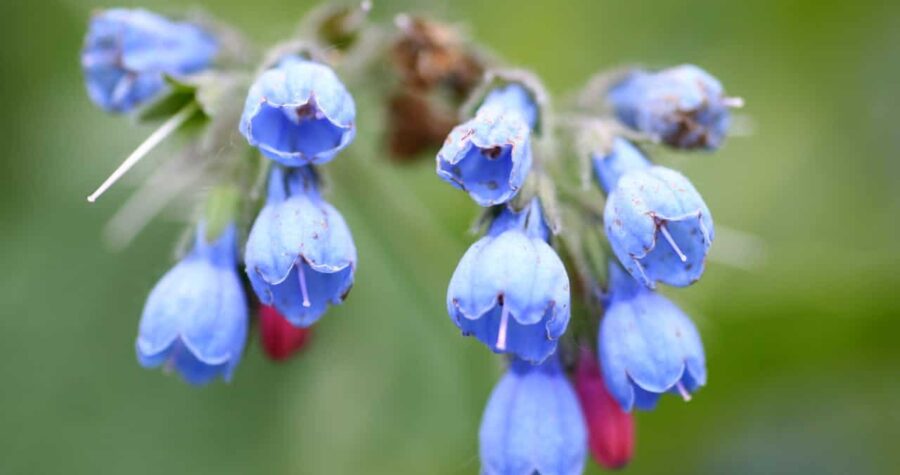 Close-up of delicate blue comfrey flowers (Symphytum) hanging in bell-shaped clusters. Several small bell-like blooms dangle from a single stem, with a few pink buds visible among the blue flowers against a soft green background
