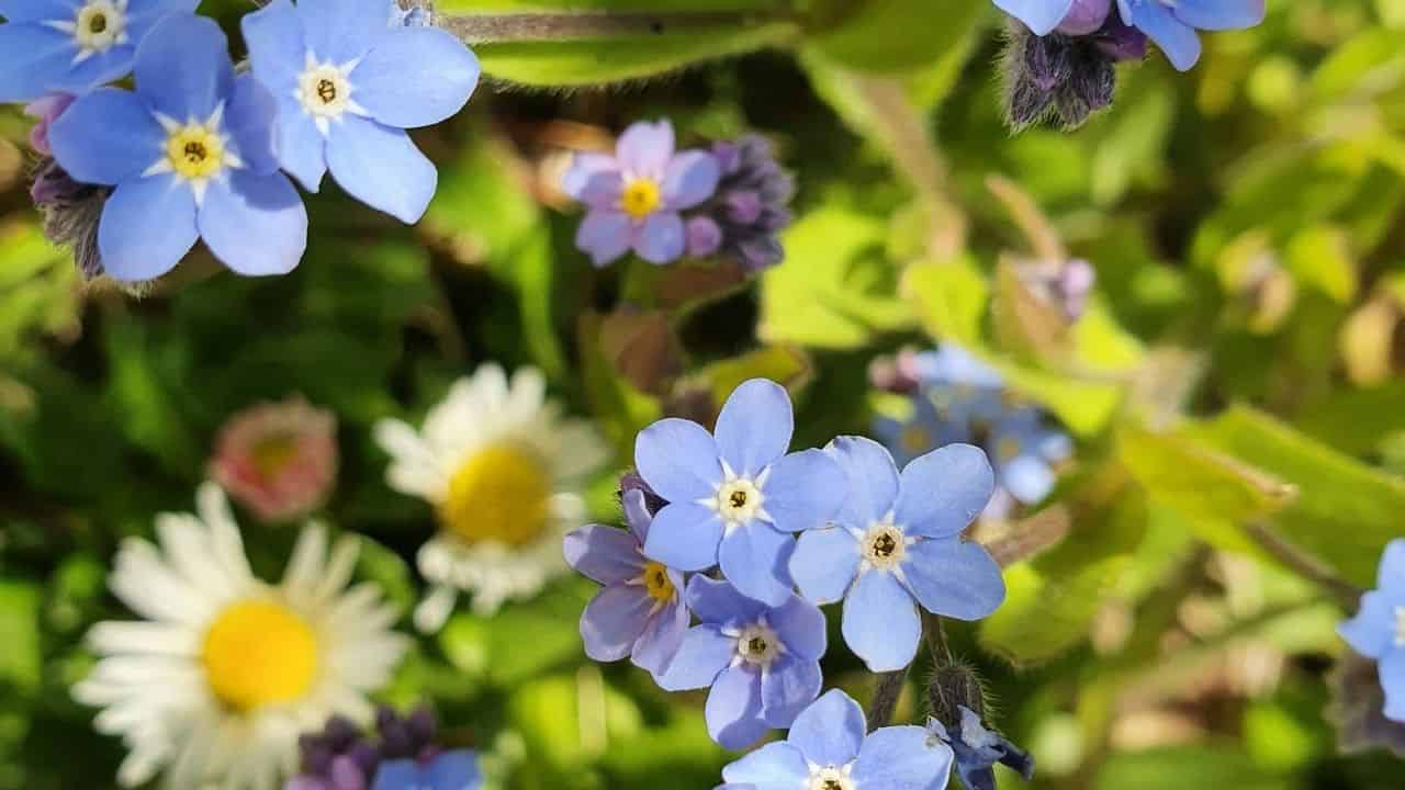 Common Daisies paired with Forget-me-nots