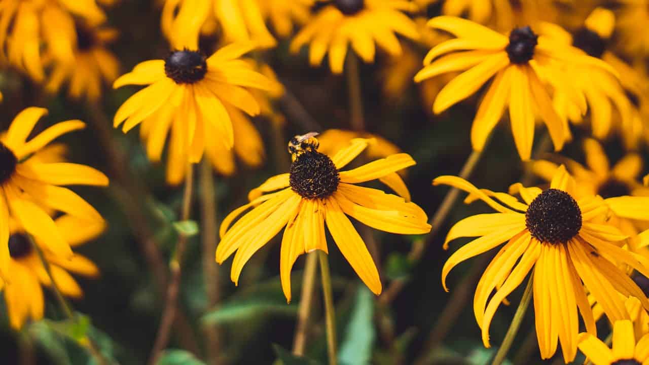 A field of bright yellow Coneflowers with a bee collecting pollen on one central flower