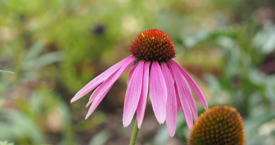 Coneflowers Echinacea growing in poor soil full sun garden