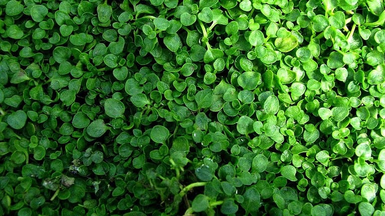 Close-up of densely growing microgreens or sprouts with round, bright green leaves. The young plants create a lush carpet-like texture, showing various sizes of cotyledon leaves tightly packed together across the entire frame