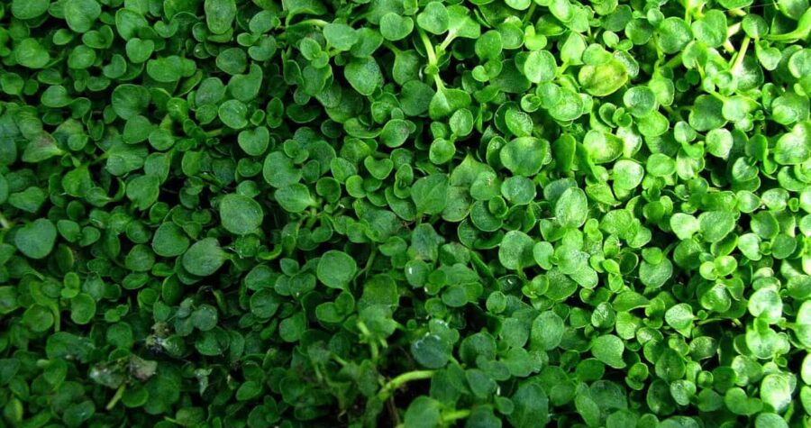 Close-up of densely growing microgreens or sprouts with round, bright green leaves. The young plants create a lush carpet-like texture, showing various sizes of cotyledon leaves tightly packed together across the entire frame