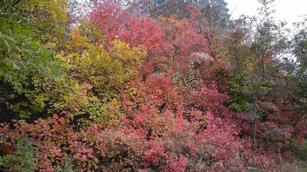 Vibrant autumn foliage in shades of red, yellow, and orange, colorful leaves covering shrubs, background of a building under construction, the transition of seasons evident in the changing colors of the leaves, natural landscape with urban elements visible
