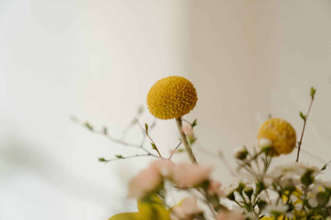 Yellow craspedia billy button flowers with round heads on thin stems, soft focus floral arrangement with pink and white blooms in background, neutral wall