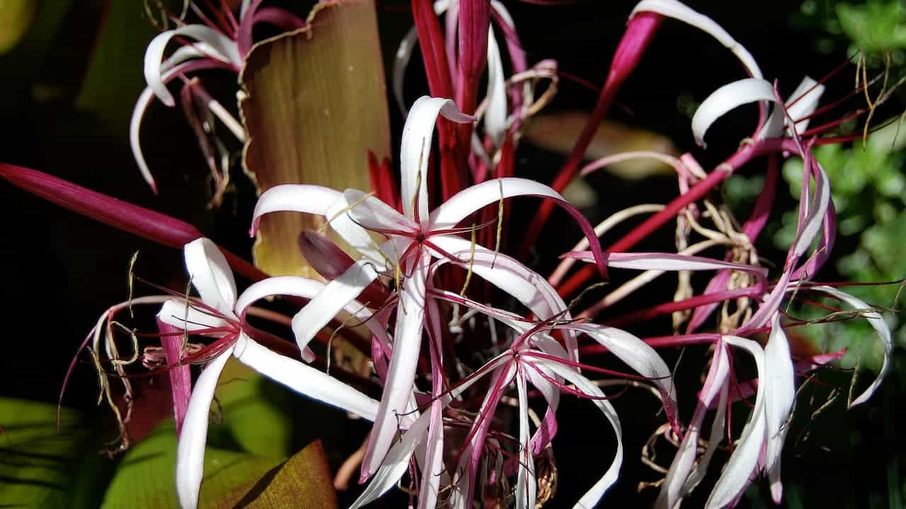 Spider lily flowers with thin white petals and magenta stems, blooming in a cluster with long curling stamens, surrounded by green foliage