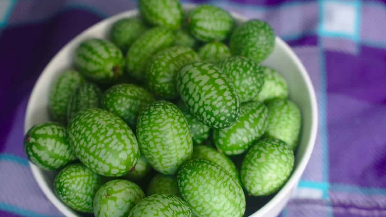 White bowl filled with small green cucamelons (mouse melons) showing distinctive mottled pattern, placed on purple checkered cloth