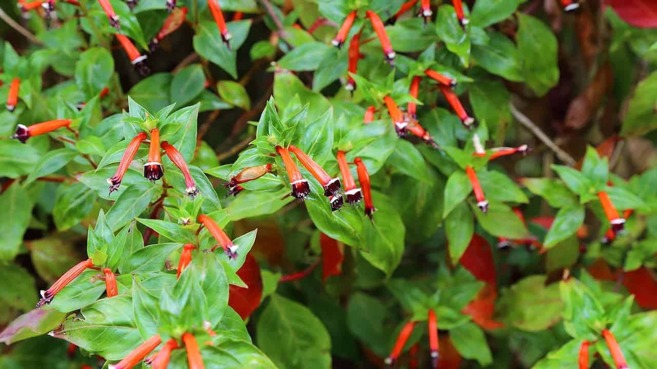 Cigar plant (Cuphea ignea) with tubular orange-red flowers with dark purple tips, bright green pointed leaves, hummingbird-attracting tropical perennial, close-up of blooming shrub