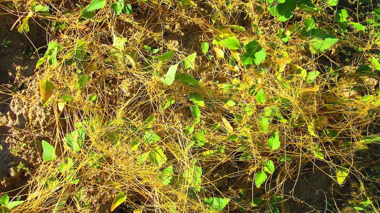 A tangled mass of thin, yellowish dodder vines with small green leaves sprawling over dry, cracked soil in bright sunlight