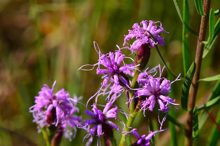 Purple blazing star with thin, spiky petals clustered on slender stems against blurred green background in natural setting