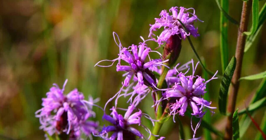 Purple blazing star with thin, spiky petals clustered on slender stems against blurred green background in natural setting