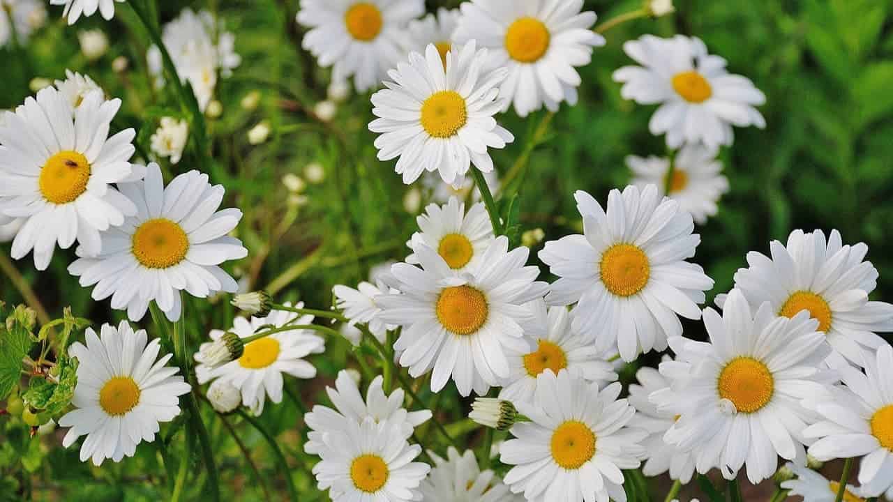 Field of blooming white daisies with bright yellow centers growing among green foliage in natural outdoor setting