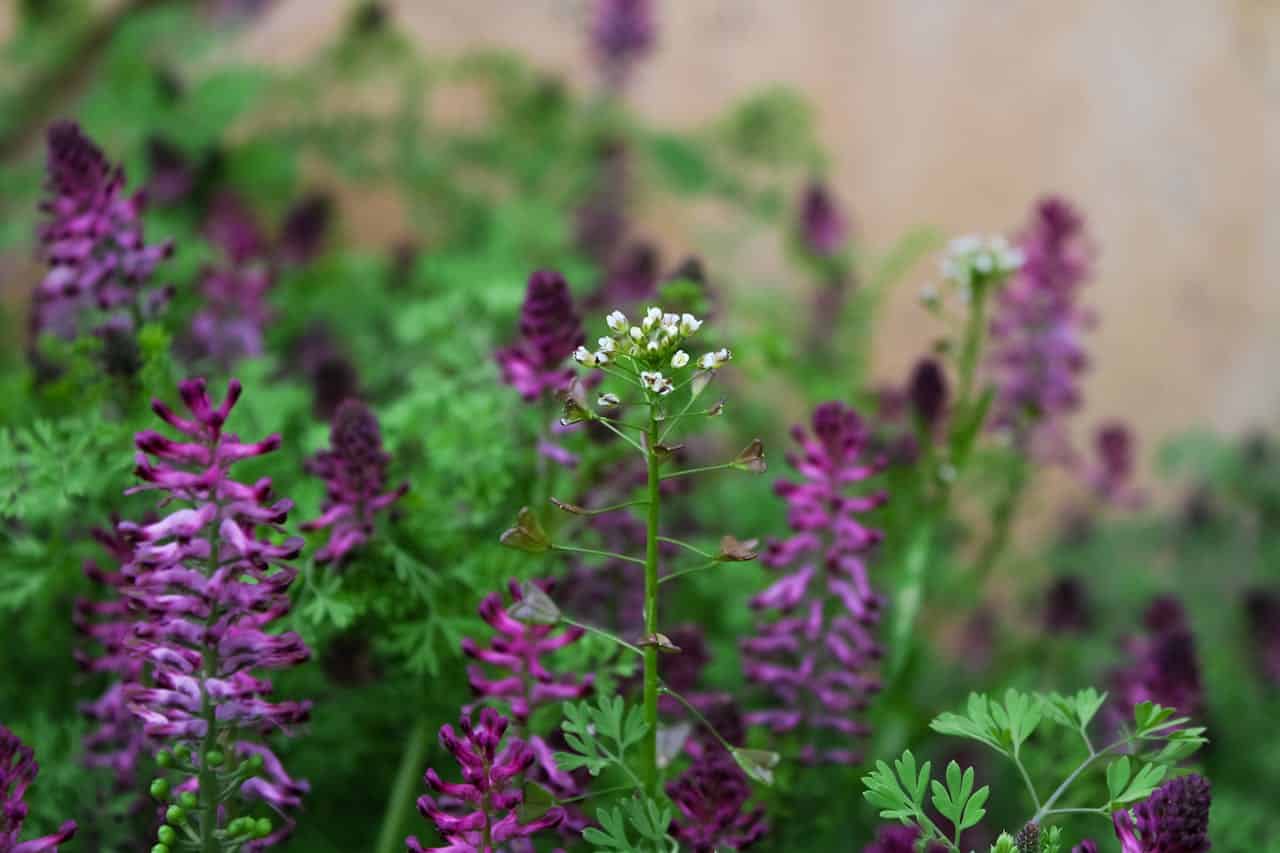 A delicate mix of wildflowers, featuring a small white cluster in the center surrounded by lush green foliage and tall purple blooms in the background