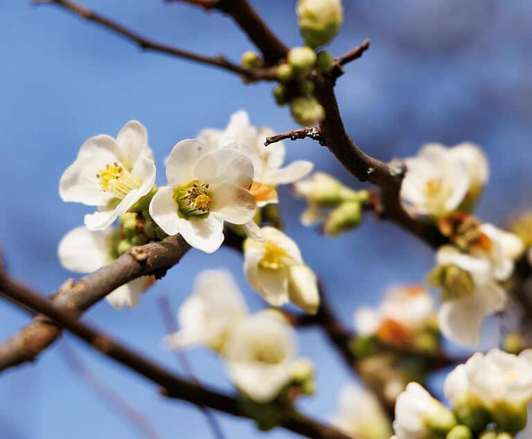 Detailed view of delicate white flowers blooming on a tree branch against blue sky.