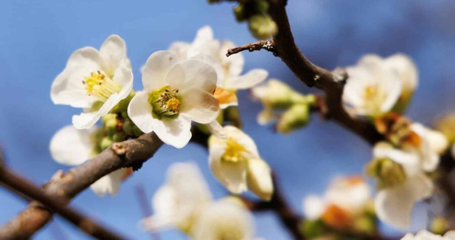 Detailed view of delicate white flowers blooming on a tree branch against blue sky.