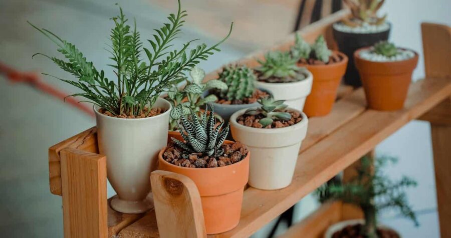 Various small potted succulents and cacti arranged on a wooden shelf. Plants include a fern-like specimen, zebra haworthia, and small cacti in terracotta and white pots with soil substrate, creating a miniature indoor garden display