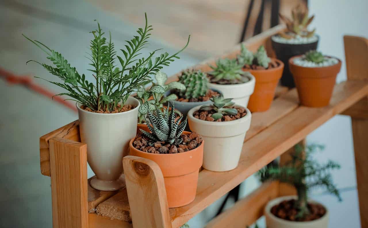 Various small potted succulents and cacti arranged on a wooden shelf. Plants include a fern-like specimen, zebra haworthia, and small cacti in terracotta and white pots with soil substrate, creating a miniature indoor garden display