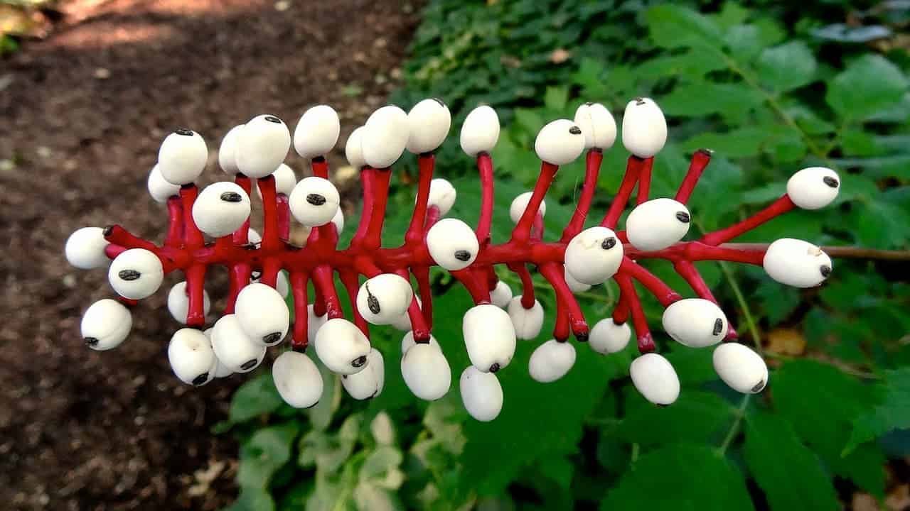 Close-up of Doll’s Eyes plant showing white berry-like fruits with black dots on vibrant red stems against leafy background