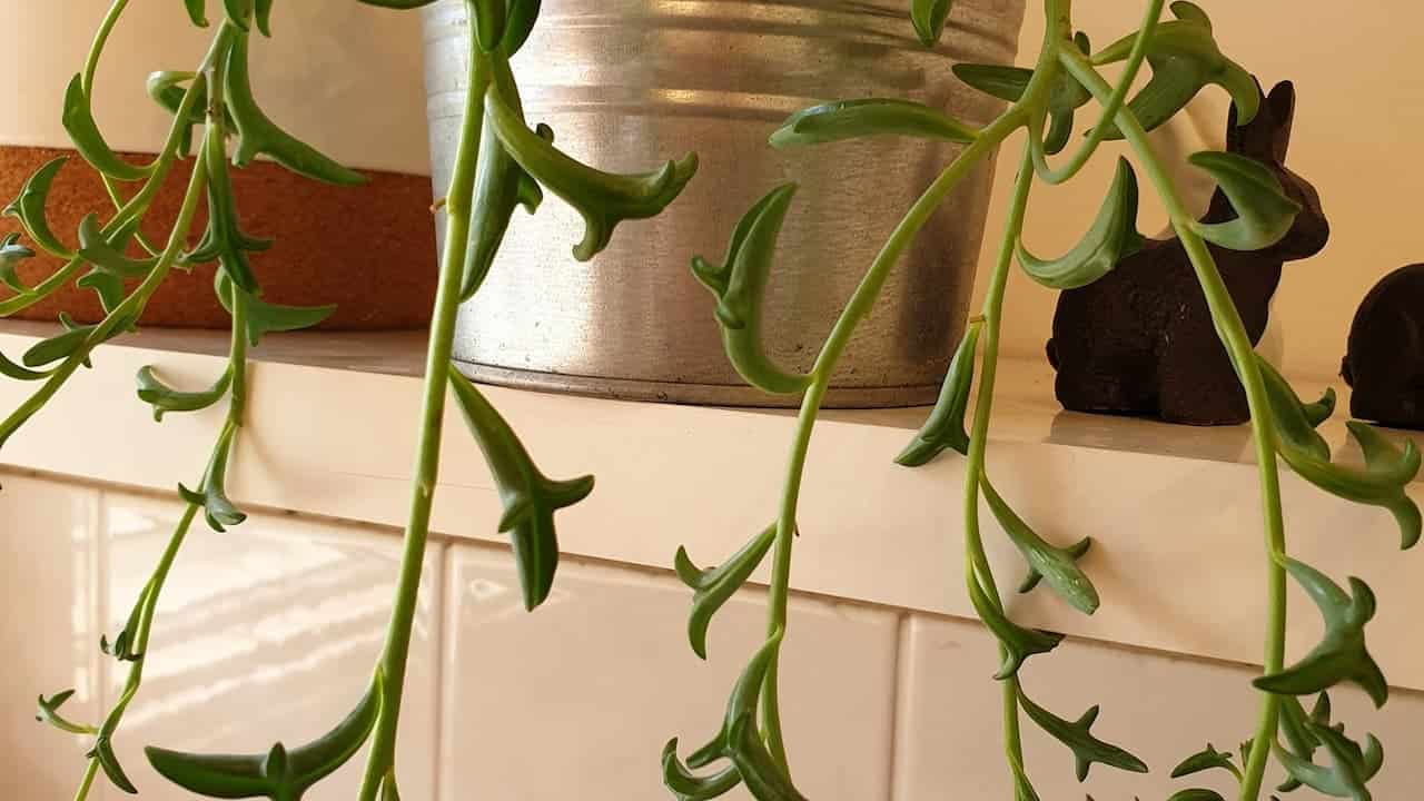 Trailing succulent plant with thin stems and small pointed leaves hanging from a silver pot on white shelving