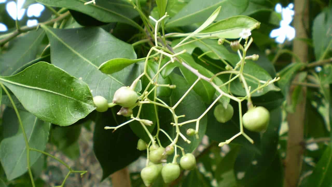 Duboisia myoporoides with glossy leaves displaying small, round unripe fruits or berries on thin branching stems, showing early development stage of a flowering shrub or tree