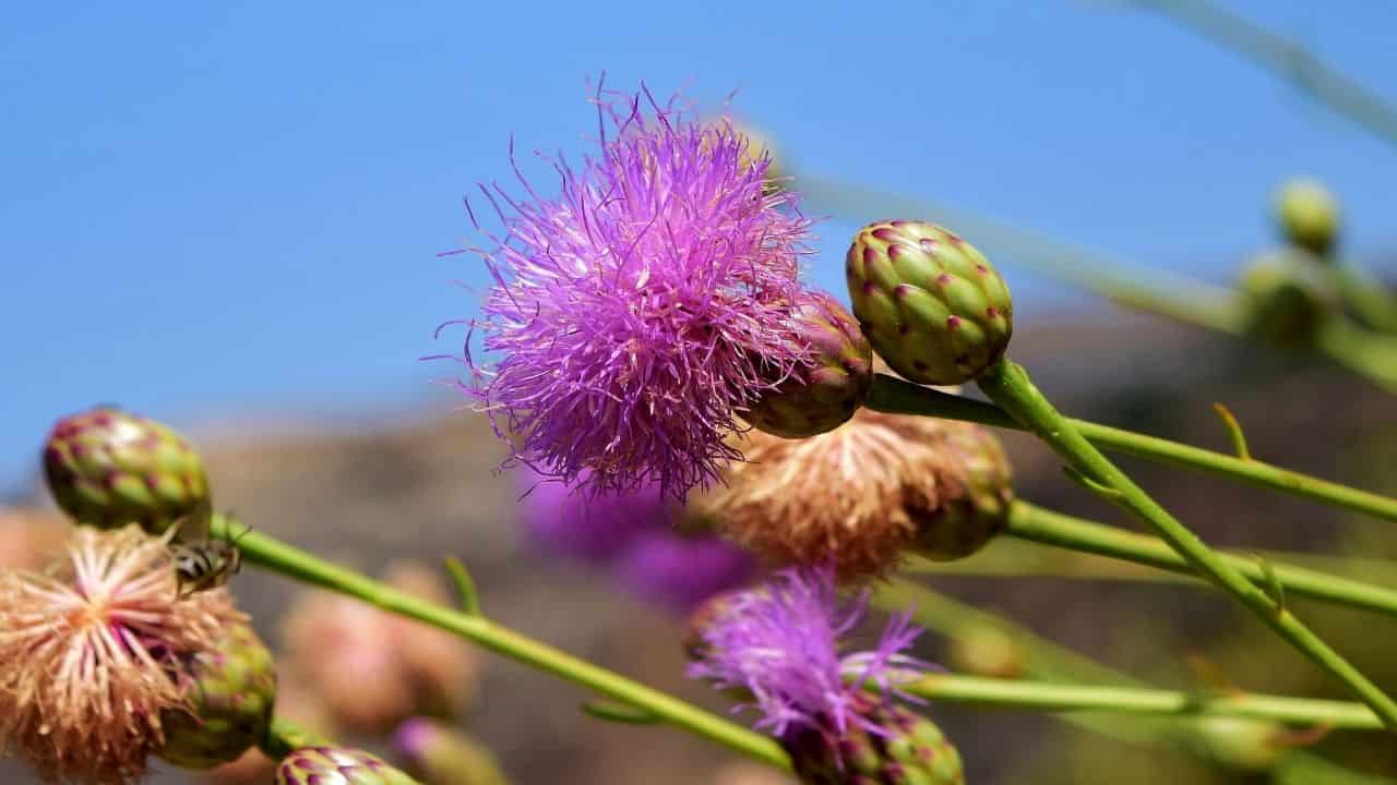 Echinacea and Agastache planted together summer garden