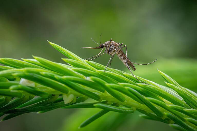 Close-up of a mosquito perched on a vibrant green plant branch, showcasing nature's details