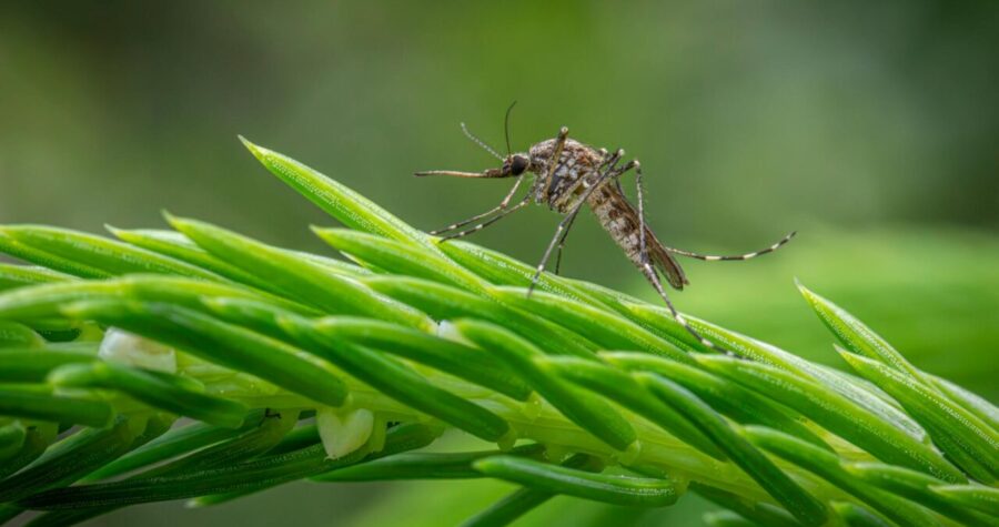 Close-up of a mosquito perched on a vibrant green plant branch, showcasing nature's details