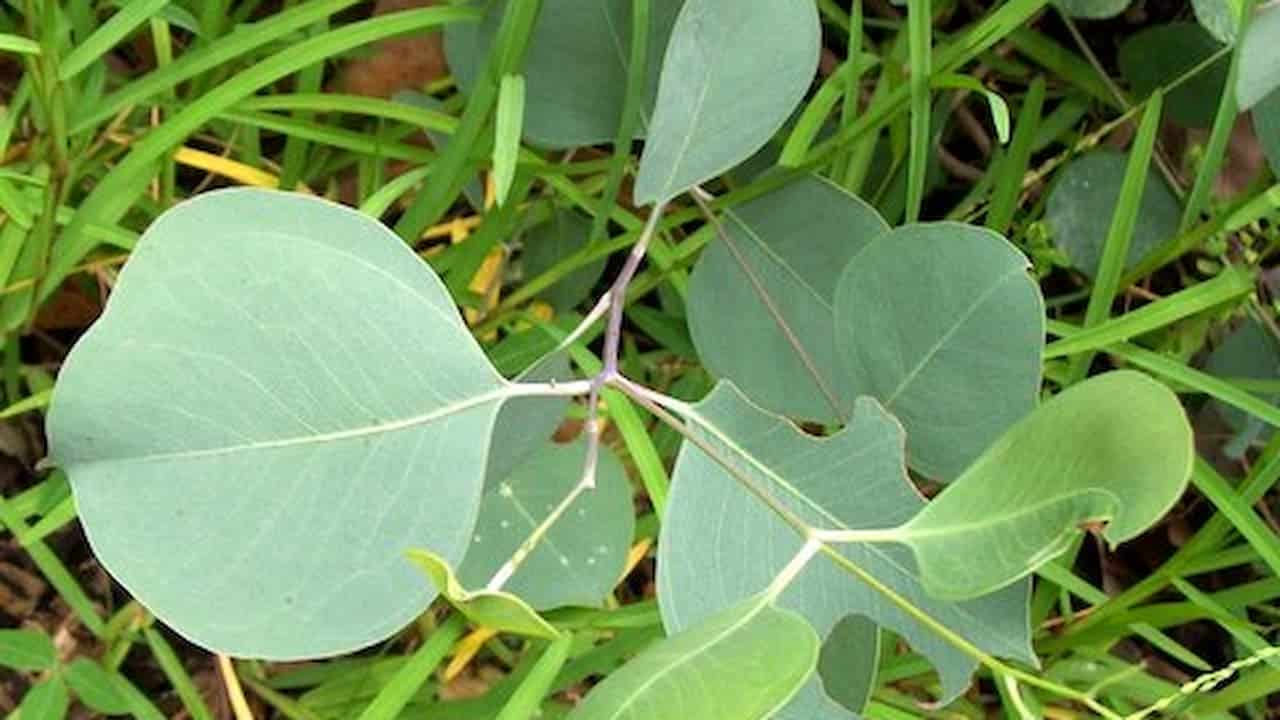 Cluster of round, bluish-green eucalyptus leaves with smooth edges growing among slender blades of bright green grass