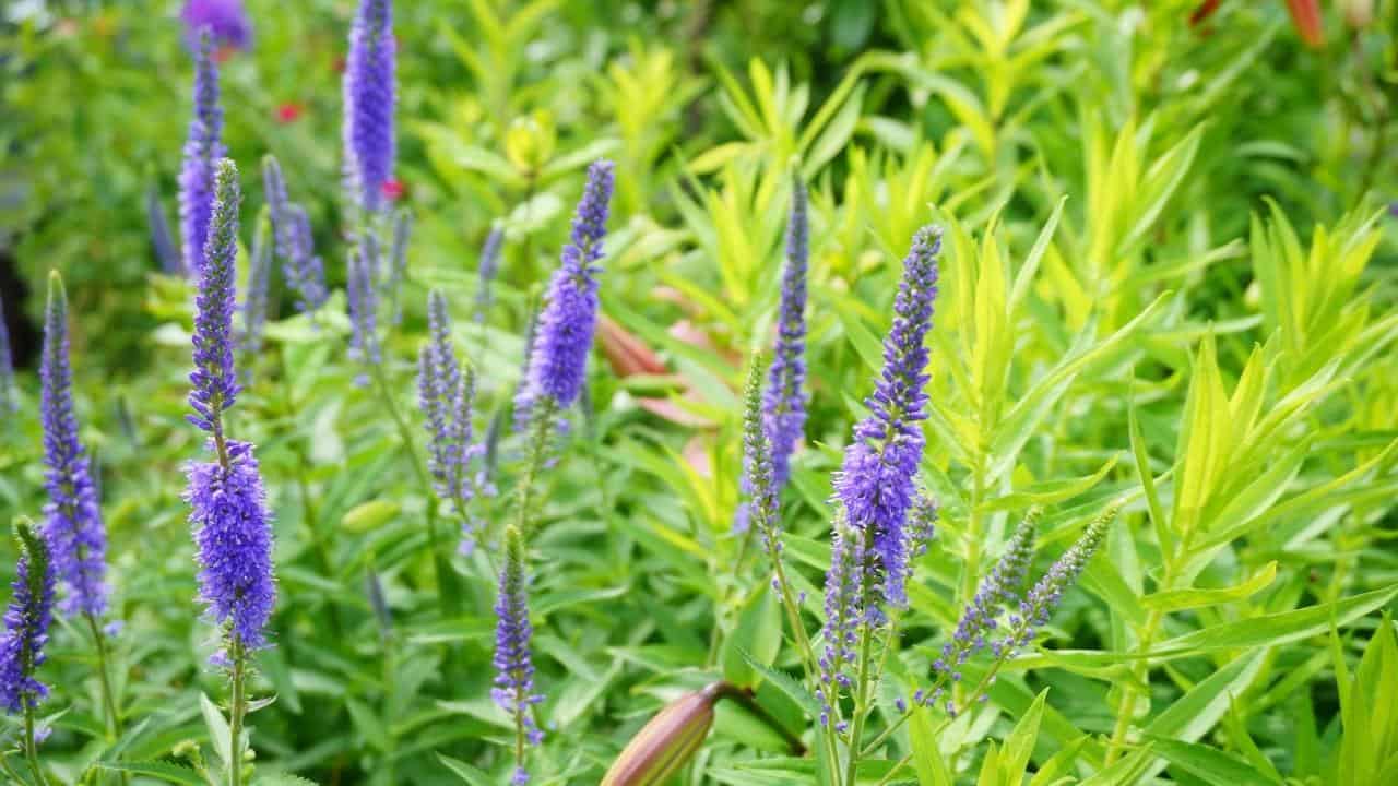 False Indigo Baptisia australis blooming in poor soil sun partial shade nitrogen fixer