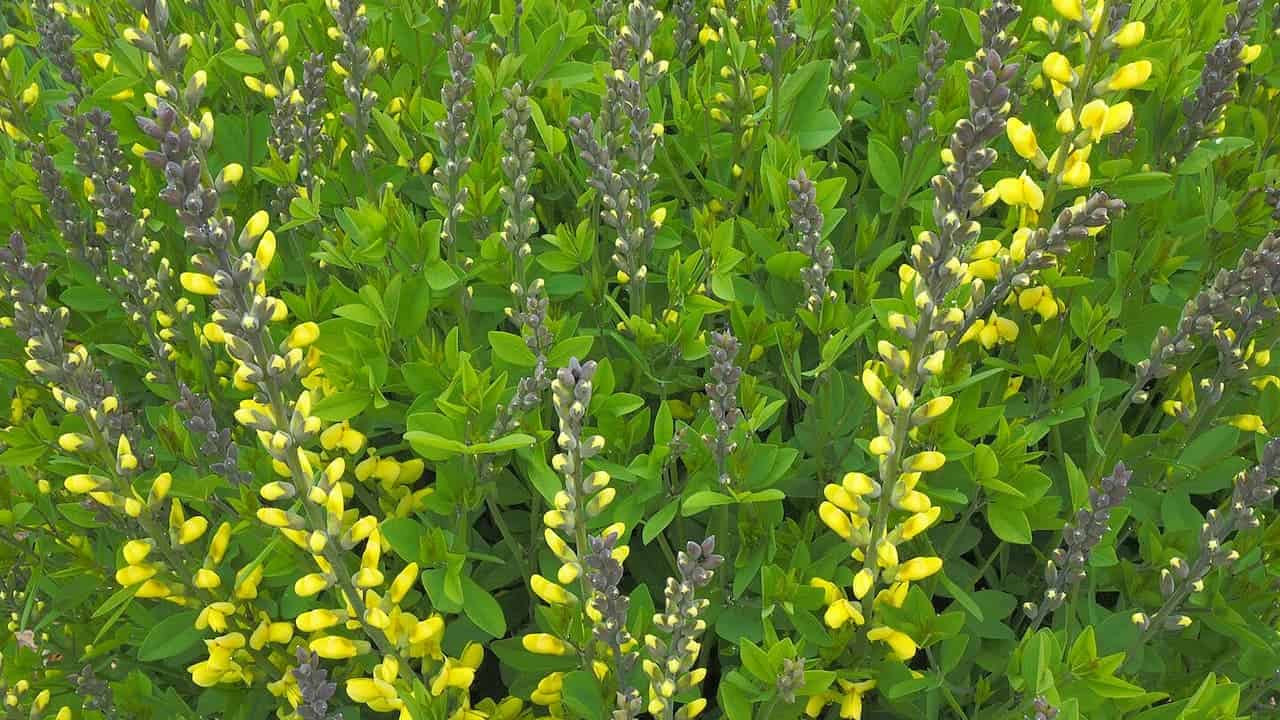 Yellow baptisia or false indigo plants growing in abundance. Tall gray-purple stems hold bright yellow pea-like blossoms arranged vertically. The flowers rise above a dense carpet of oval green leaves, creating a vibrant natural display