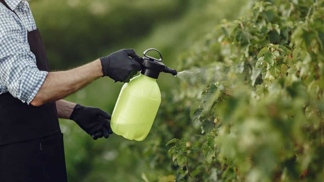 Farmer Spraying in Garden