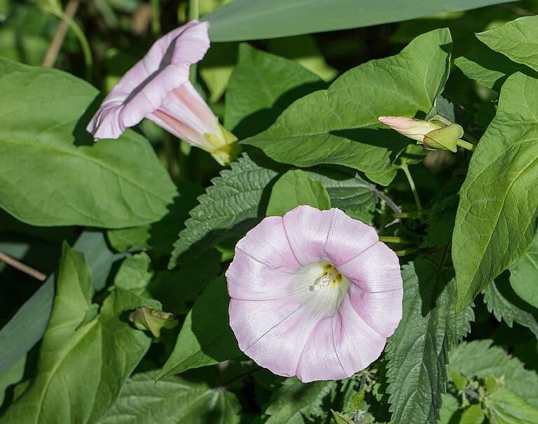 Pale pink morning glory or bindweed flowers with trumpet-shaped blooms among green heart-shaped leaves, sunlit garden setting