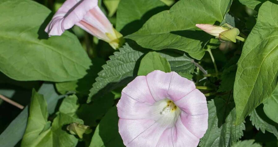 Pale pink morning glory or bindweed flowers with trumpet-shaped blooms among green heart-shaped leaves, sunlit garden setting