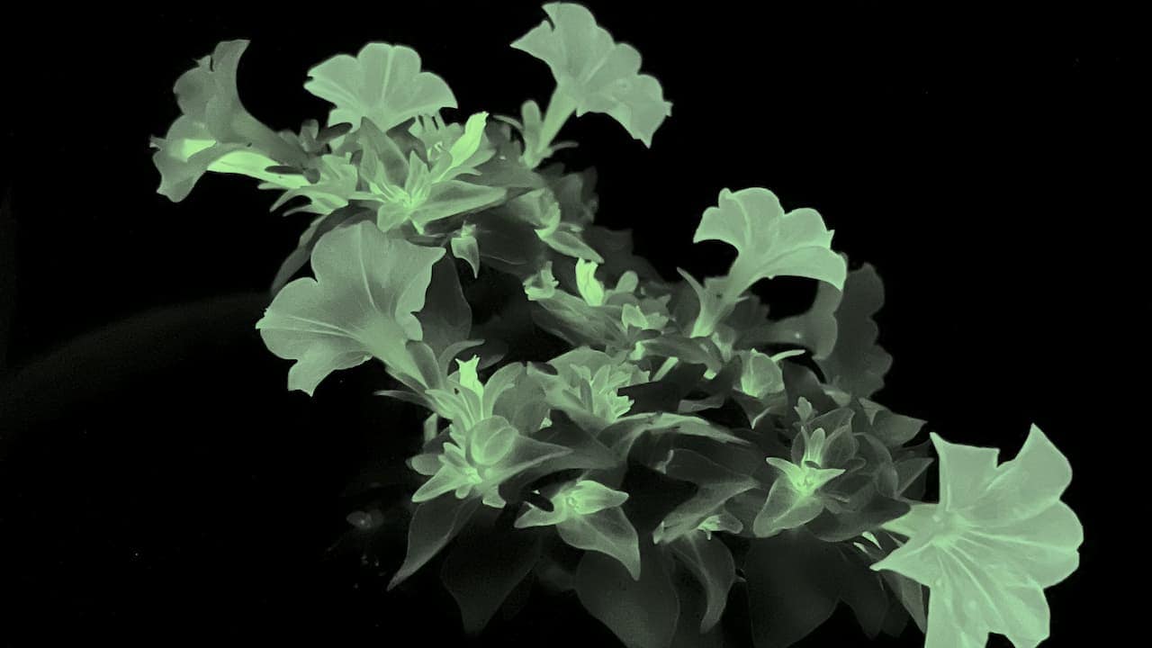 Glowing green petunia flowers and leaves captured in a dark setting, resembling a surreal, bioluminescent effect against a black background
