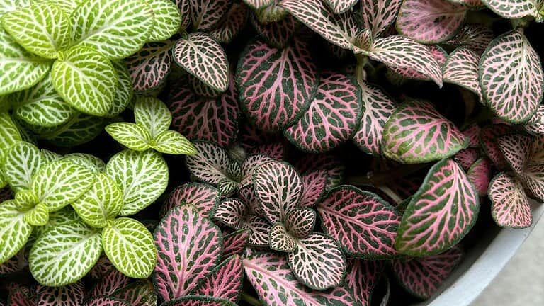 A close-up of Fittonia plants with striking veined leaves in green with white veins and dark green with pink veins
