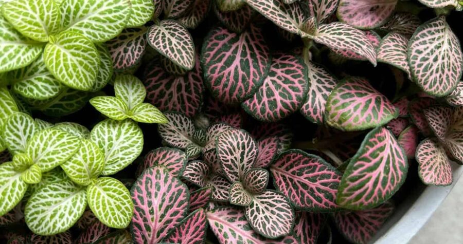 A close-up of Fittonia plants with striking veined leaves in green with white veins and dark green with pink veins