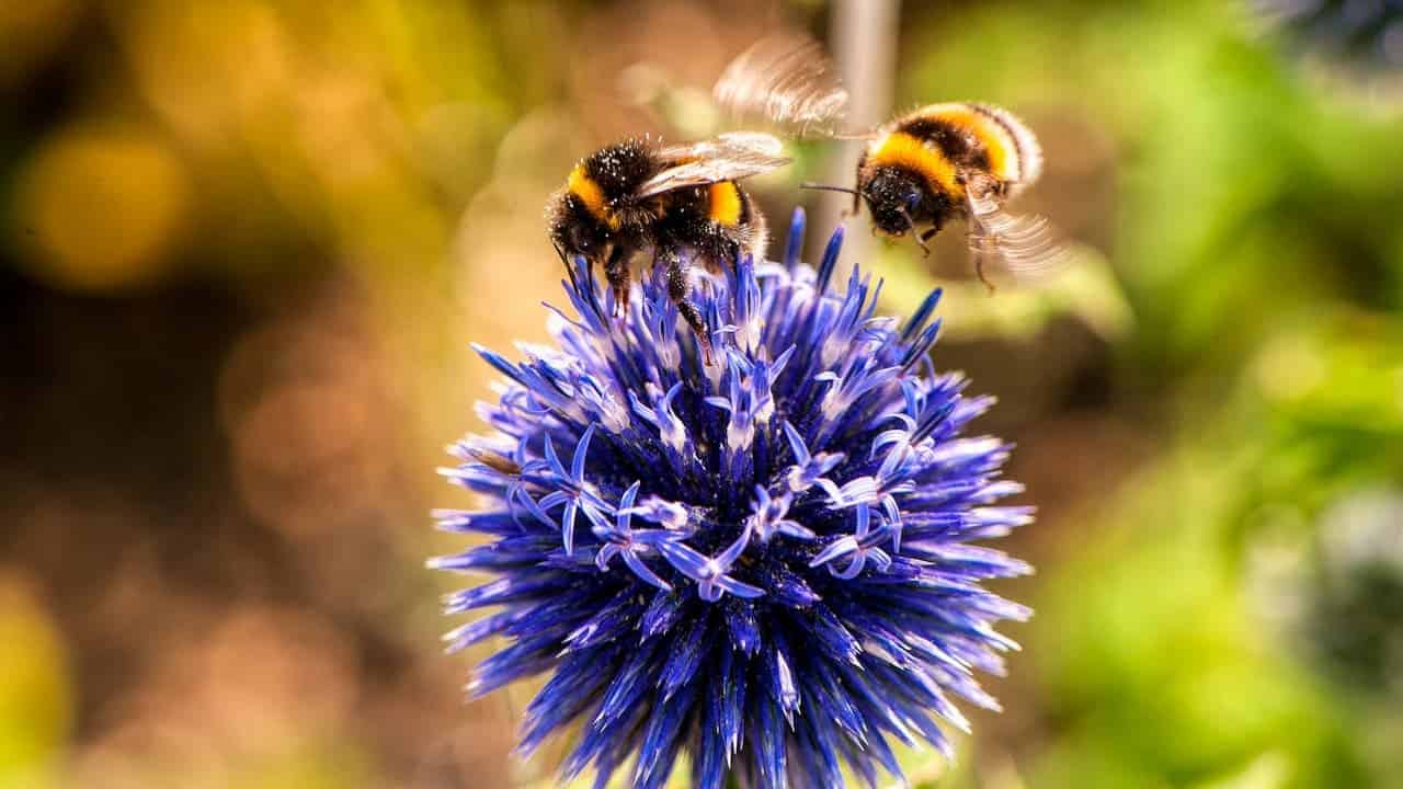 Two bumblebees hovering over a round purple thistle flower against blurred natural background