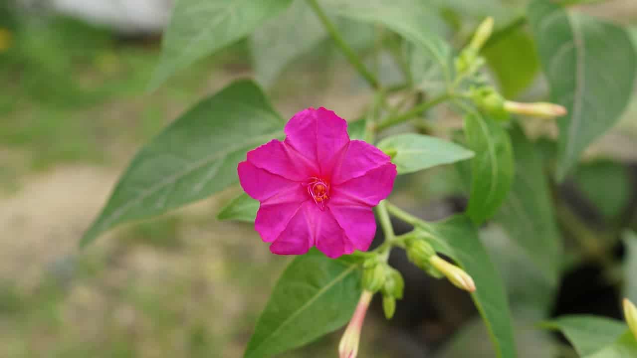 Vibrant magenta four o'clock flower with five petals blooming against green leaves and stems in outdoor garden setting
