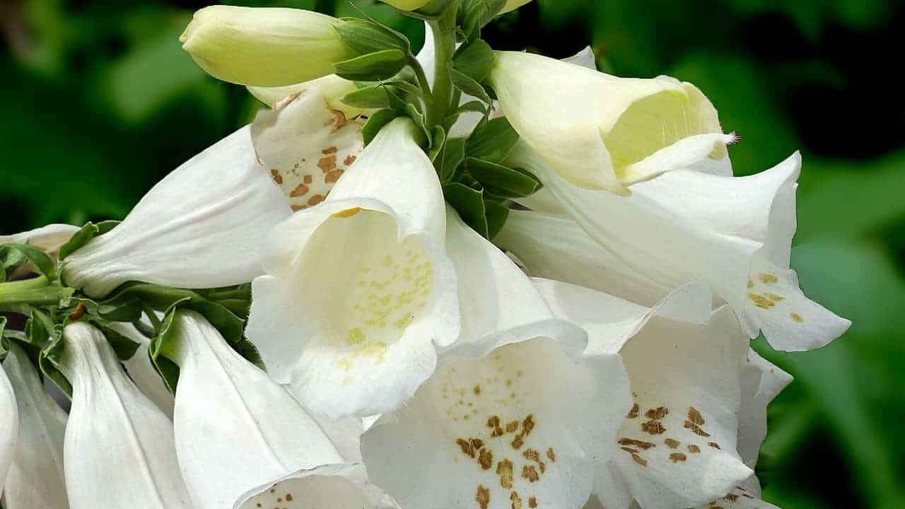 White foxglove flowers with bell-shaped blooms showing distinctive brown speckled throats, displaying both open flowers and unopened buds against a blurred green background