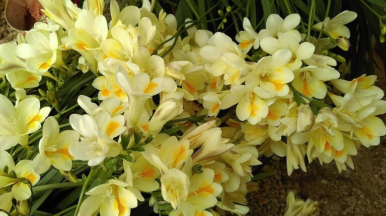 Cluster of pale yellow freesia flowers with orange throats growing together, showing green stems against brown soil background