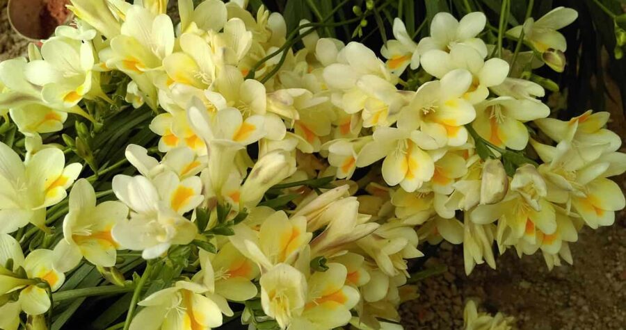 Cluster of pale yellow freesia flowers with orange throats growing together, showing green stems against brown soil background