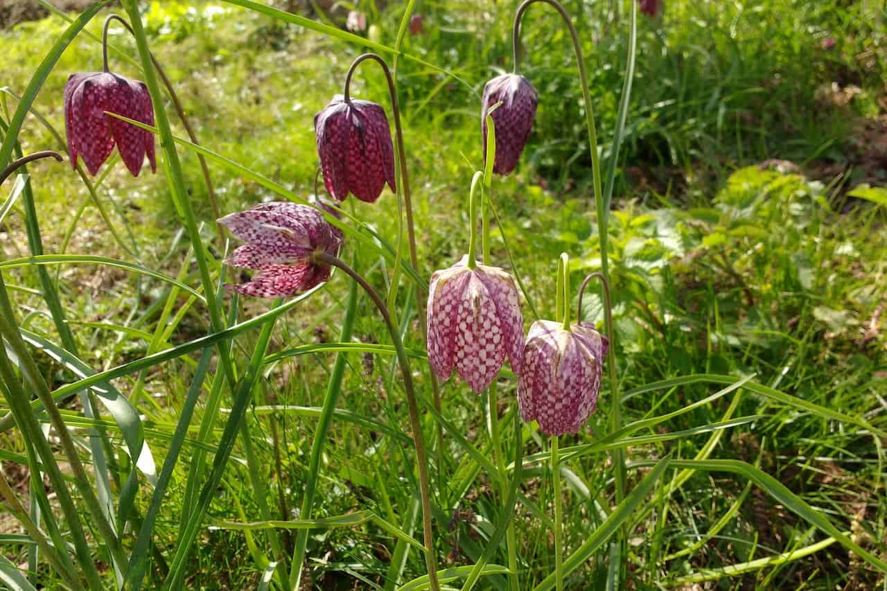 Purple and white checkered fritillary flowers with drooping bell-shaped blooms growing among green grass in a meadow setting