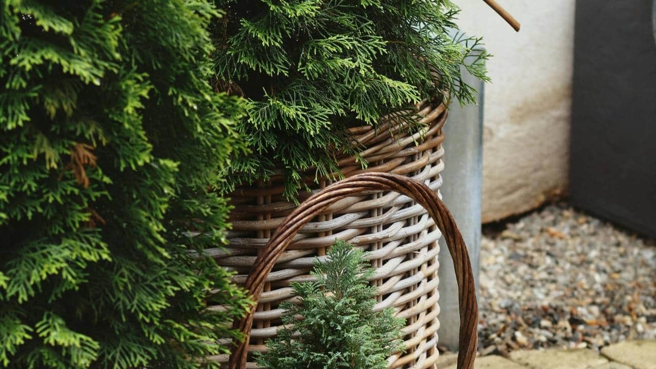 Front porch planter with ornamental grasses