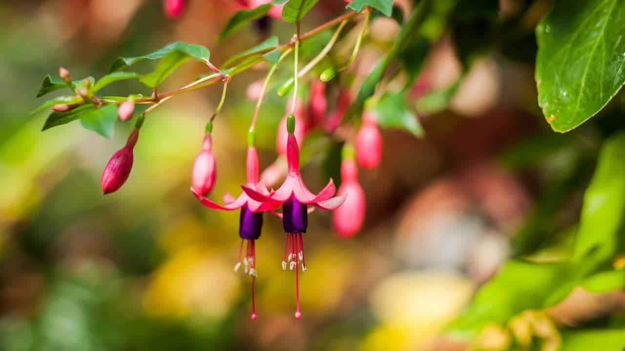 Fuchsia flowers with pink petals and purple centers hanging from slender stems with green leaves against blurred background