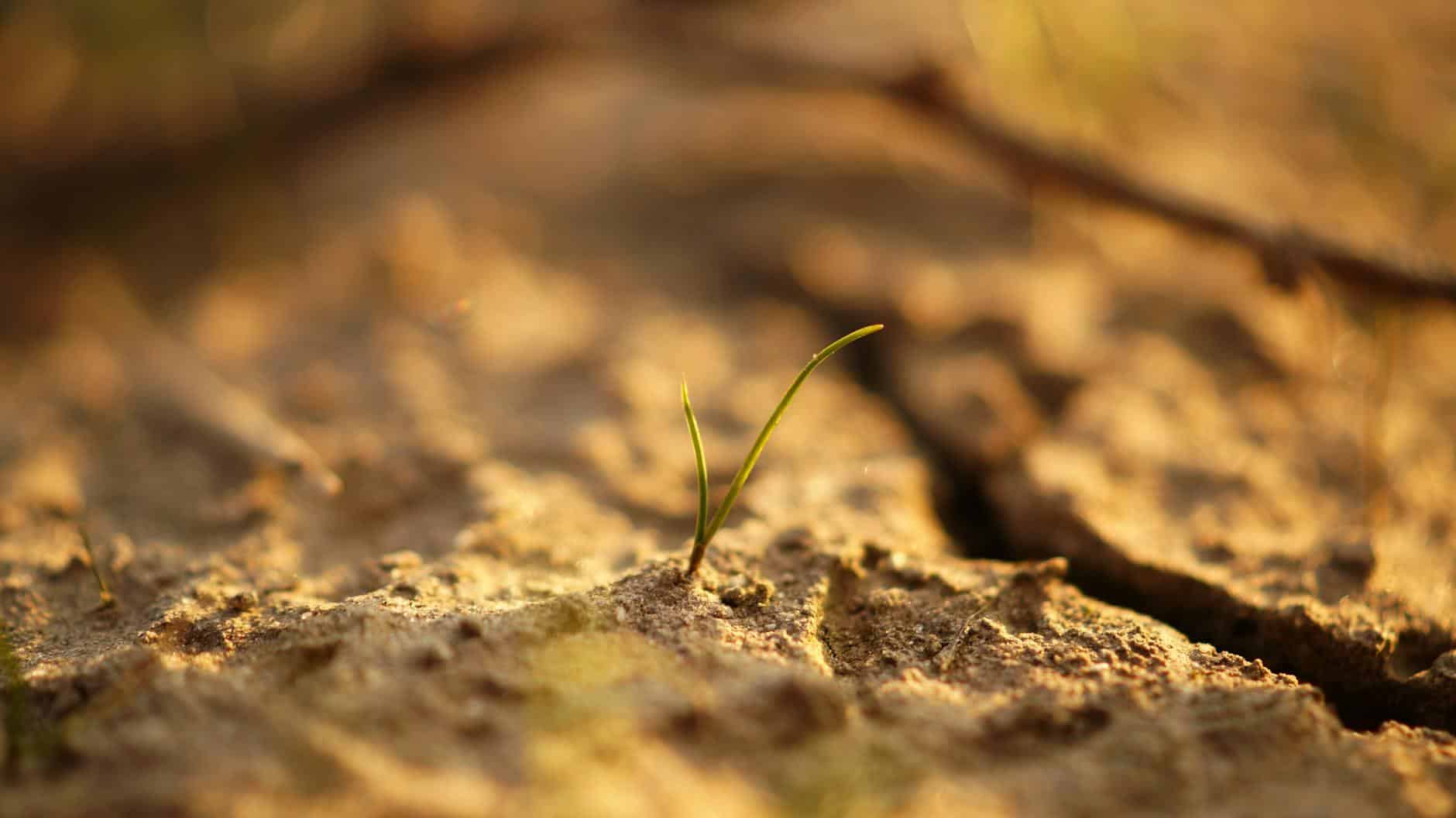 Close-up of a small green plant sprouting from cracked, dry soil under sunlight.