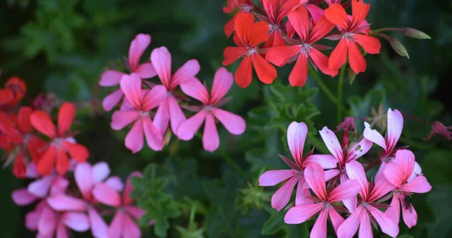 Clusters of geranium flowers in various pink and red shades, with five-petaled blooms arranged in circular clusters against dark green foliage