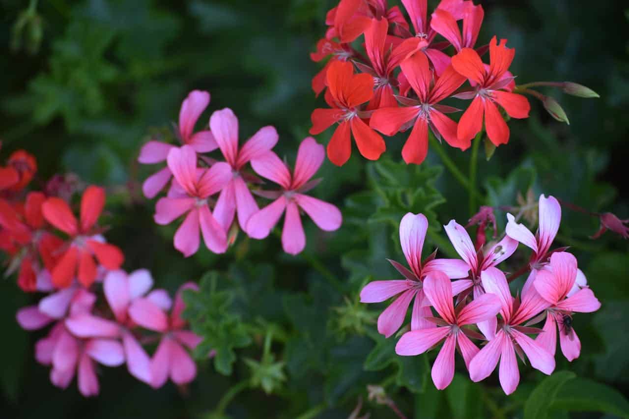 Clusters of geranium flowers in various pink and red shades, with five-petaled blooms arranged in circular clusters against dark green foliage