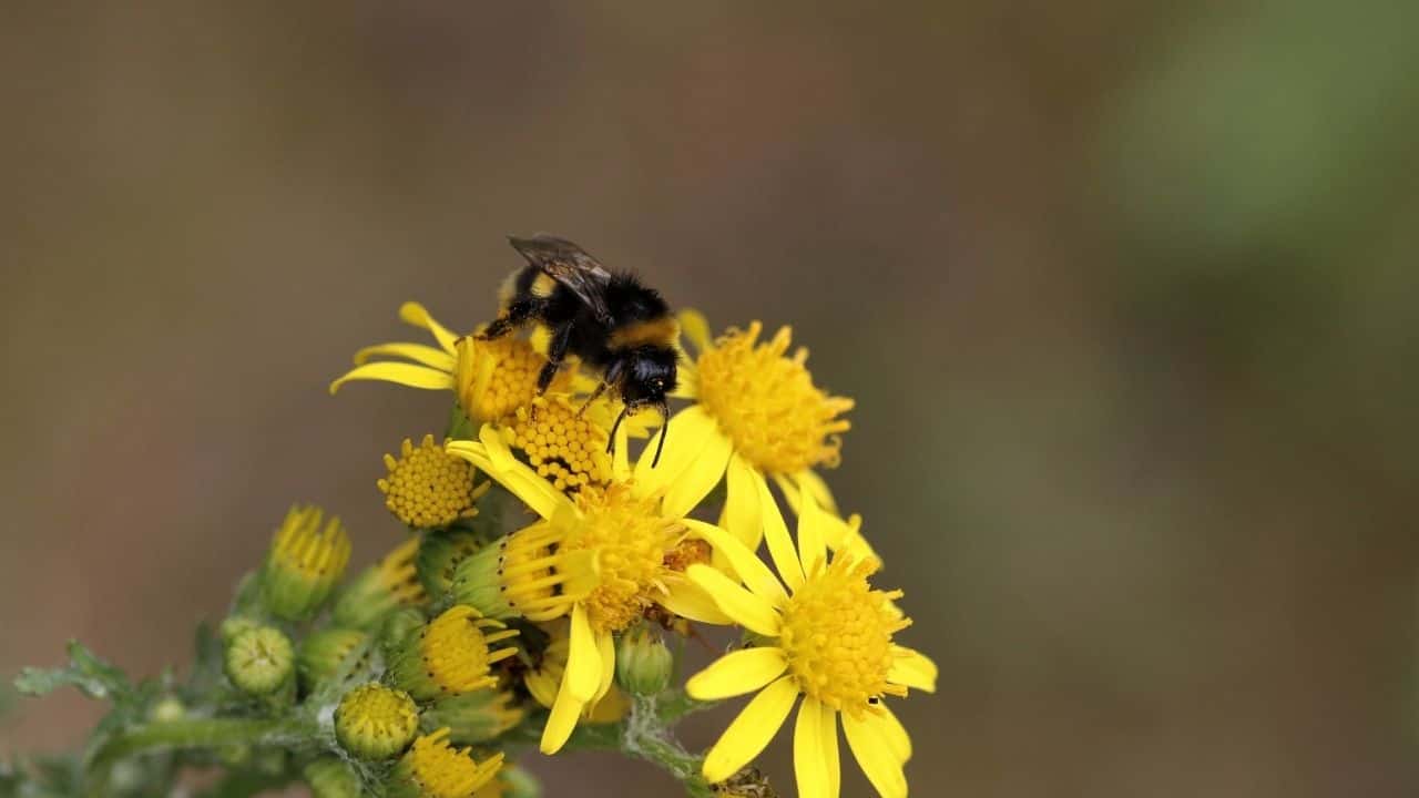 Goldenrod Solidago yellow flowers in clay dry soil with bees full sun garden