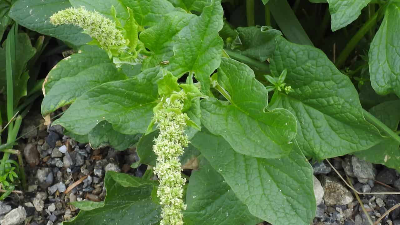 Cluster of Good King Henry which has rough-textured green leaves with a central upright stalk of tiny pale green flowers, growing near gravel and soil