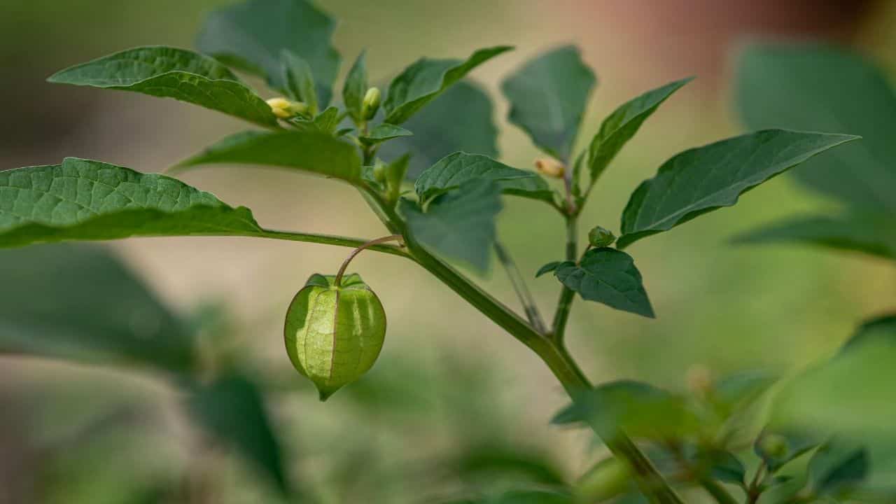 green goose berry plant showing papery husk surrounding developing fruit, growing on stem with leaves, garden vegetable plant.